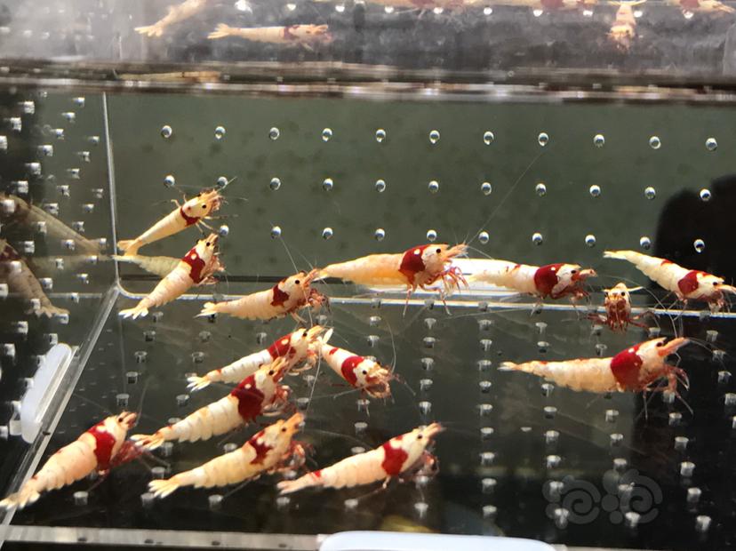 【虾】2021-5-30#RMB拍卖#纯血红白水晶虾一份15只-图2