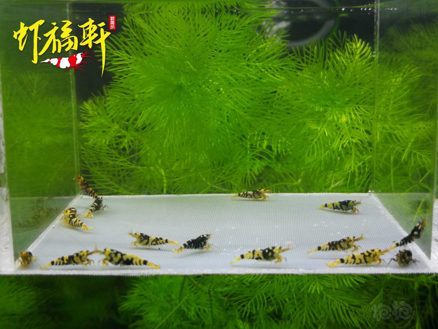 【虾】2021-05-10#RMB拍卖#黑花虎16只-图1