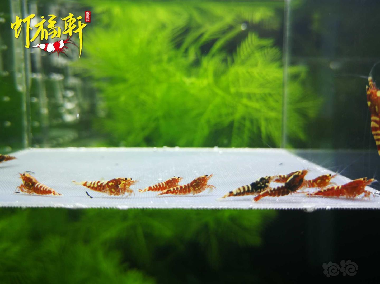 【虾】2021-05-05#RMB拍卖#红银河淘汰苗10只-图2