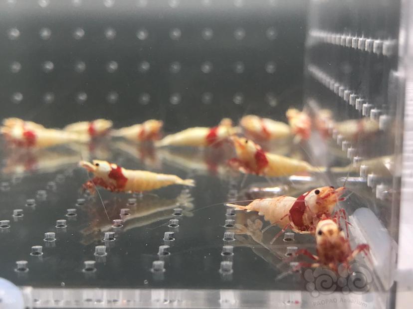 【虾】2021-5-17#RMB拍卖#纯血红白水晶虾一份20只-图6