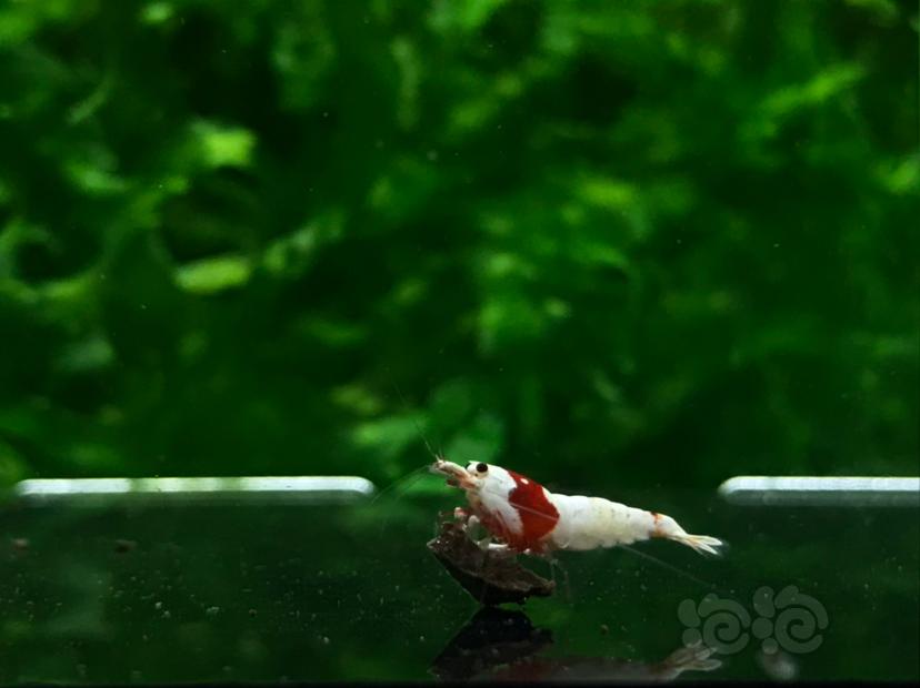 【虾】2021-5-8#RMB拍卖#纯血红白水晶虾一份10只-图7