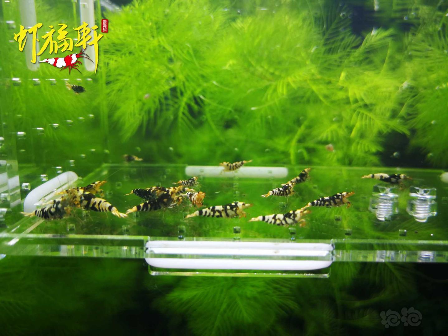 【虾】2021-05-11#RMB拍卖#黑花虎淘汰苗18只-图2