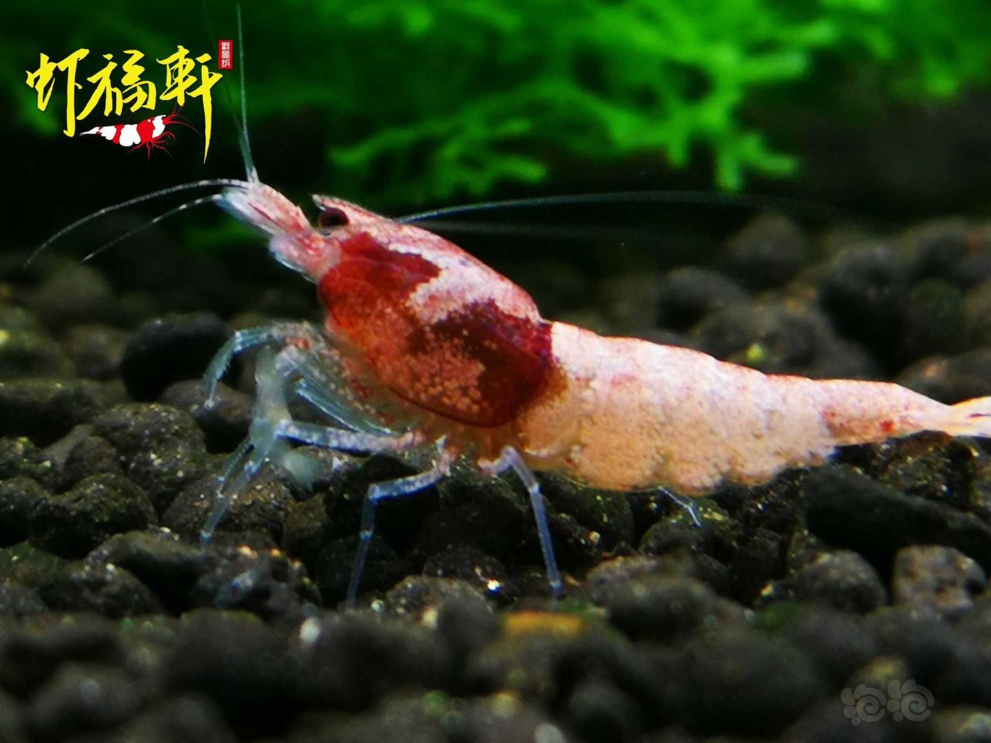 【虾】2021-05-18#RMB拍卖#新品火烈鸟3只繁殖组-图5