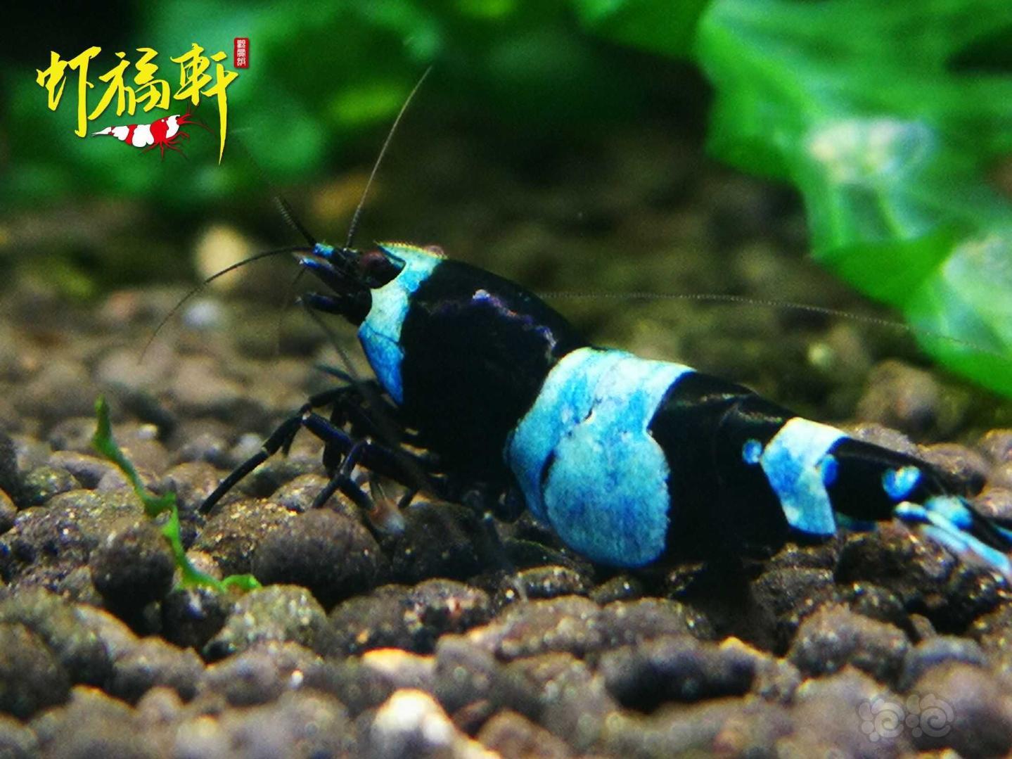 【虾】2021-05-11#RMB拍卖#蓝化黑金刚熊猫种虾3只-图2