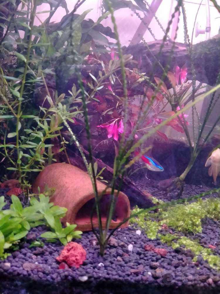 出两颗细叶龙鞭草 泡泡水族