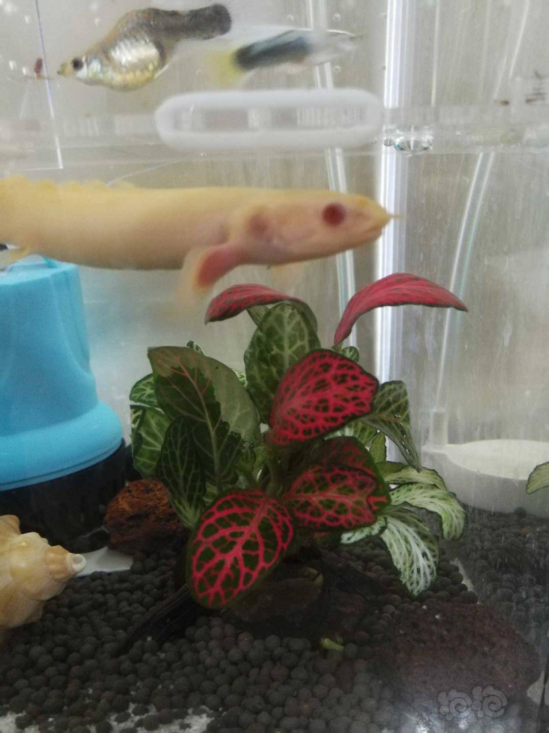 问一下这是什么水草 泡泡水族