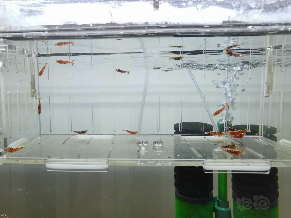 【虾】2021-05-17#RMB拍卖红银河水晶虾16只-图4