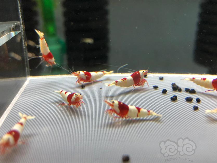 【虾】2021-5-7#RMB#拍卖红白公虾12只-图3