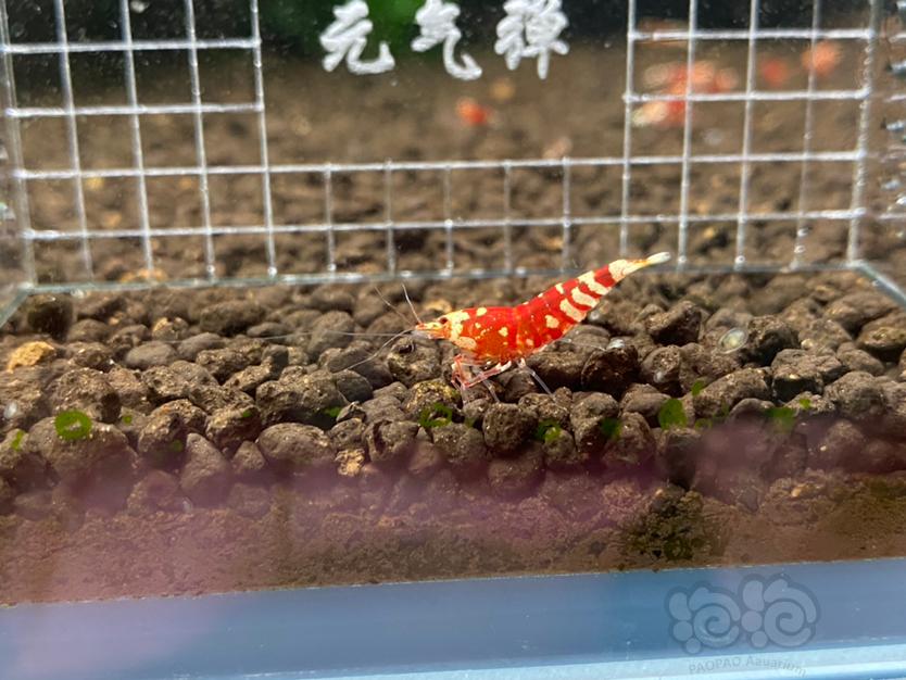 【虾】2021-5-28#RMB拍卖#太极红花虎4只-图3