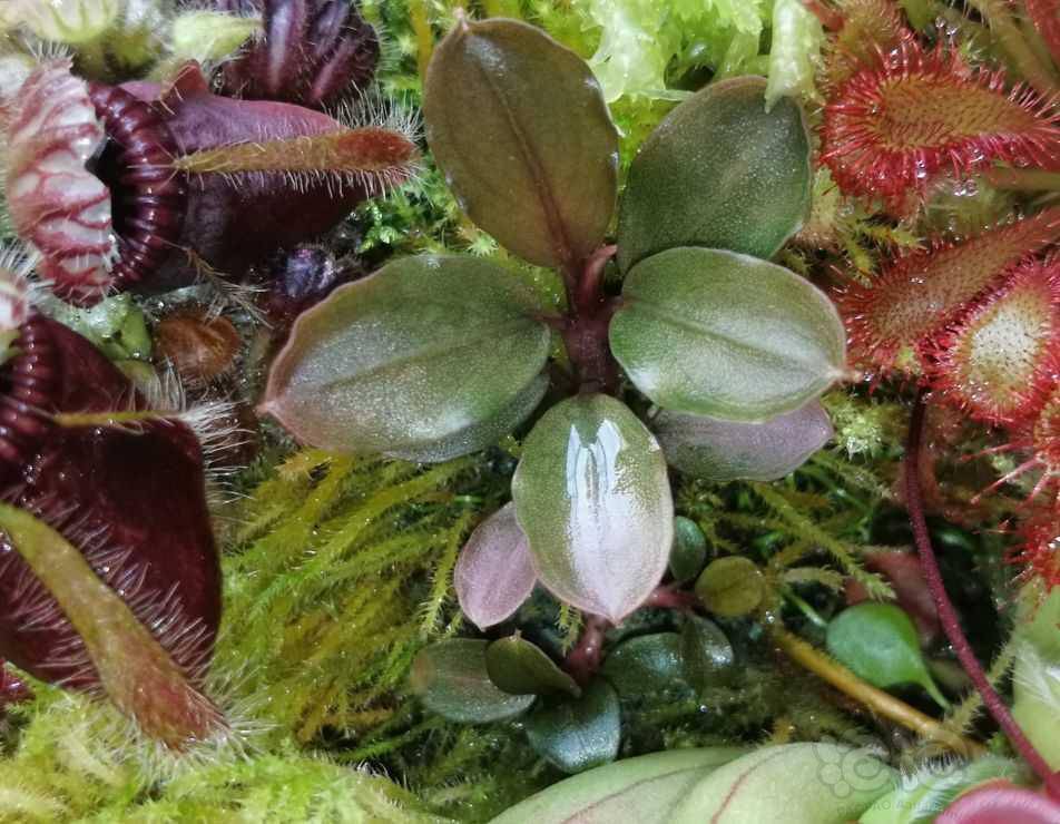 微景观转水上的辣椒榕繁殖了