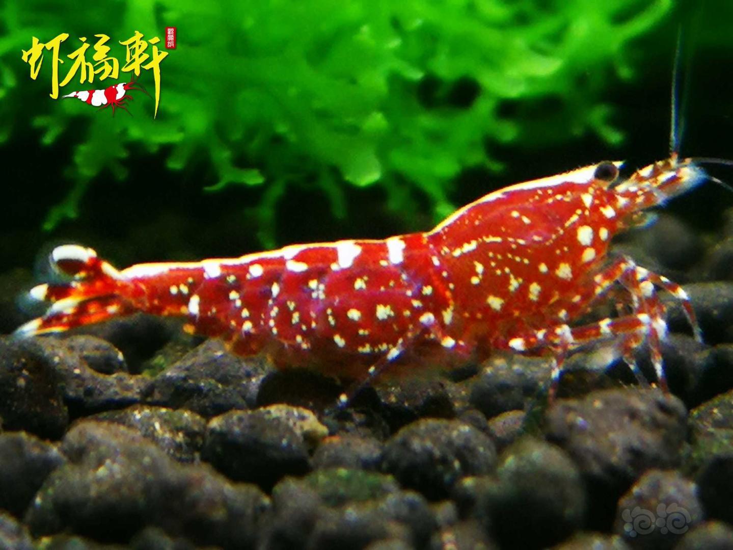 【虾】2021-05-09#RMB拍卖#红银河星钻2只-图3