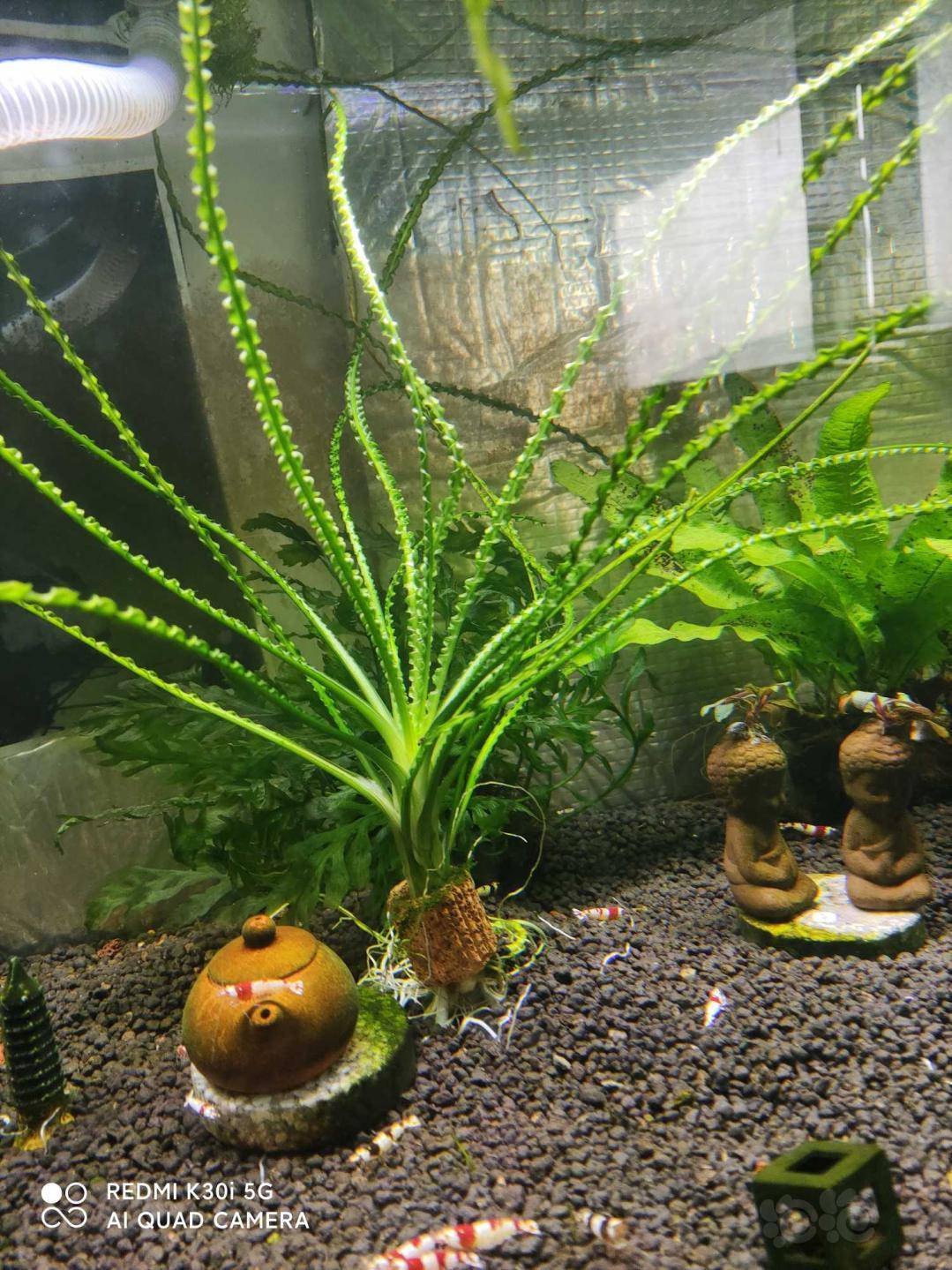 翻缸急出细叶龙鞭