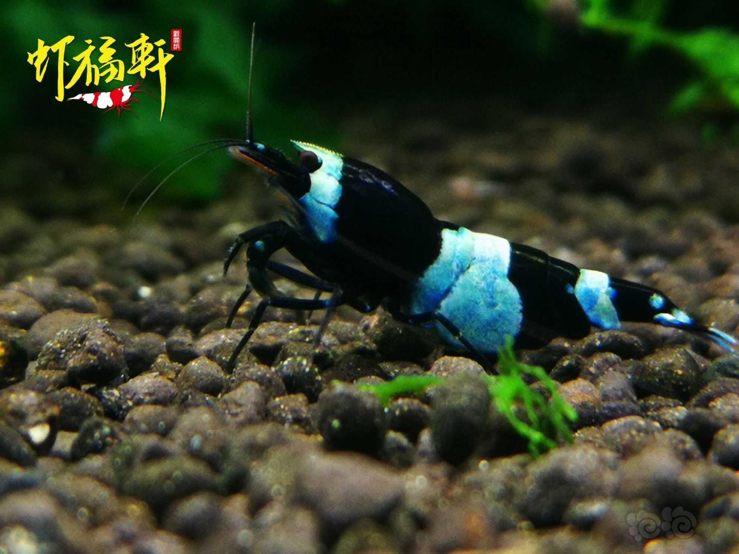 【虾】2021-05-11#RMB拍卖#蓝化黑金刚熊猫种虾3只-图5