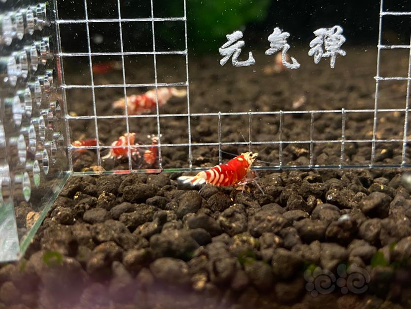 【虾】2021-5-28#RMB拍卖#太极红花虎4只-图5
