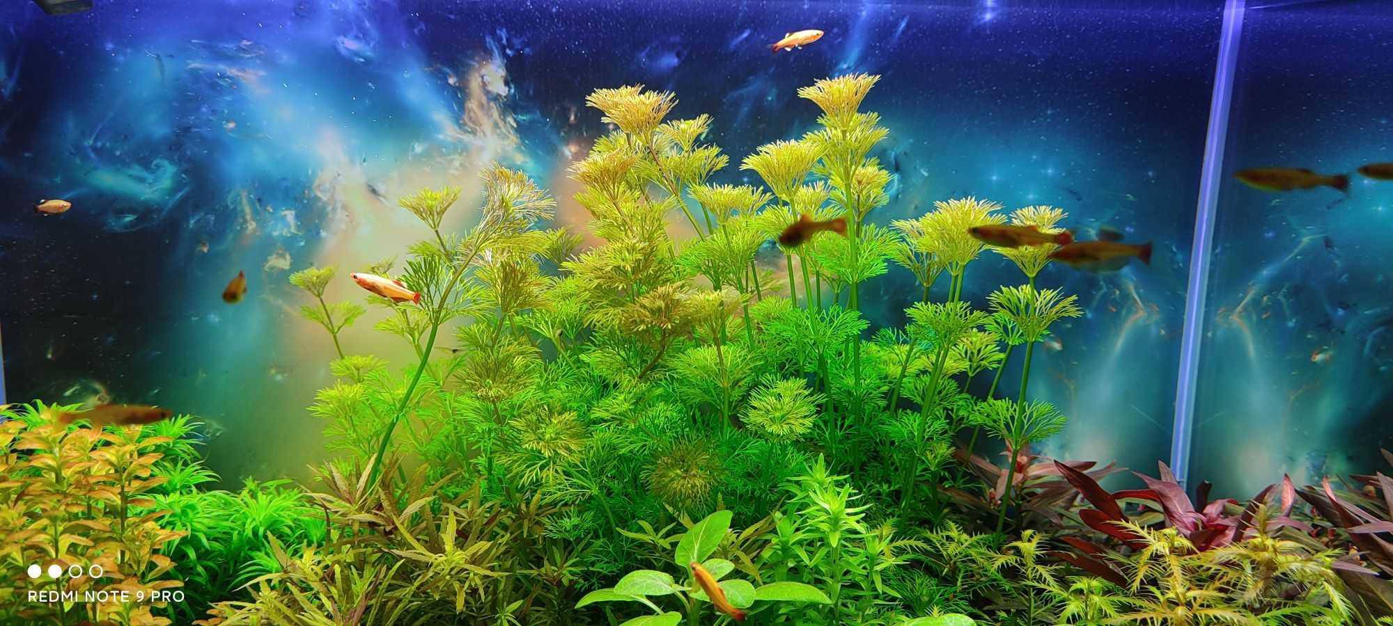 吉林松原出水草