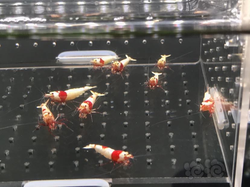 【虾】2021-05-25#RMB#拍卖纯血红白水晶虾15只一份-图5