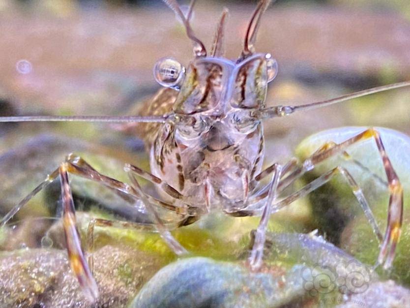 原生缸里的清洁工大眼贼