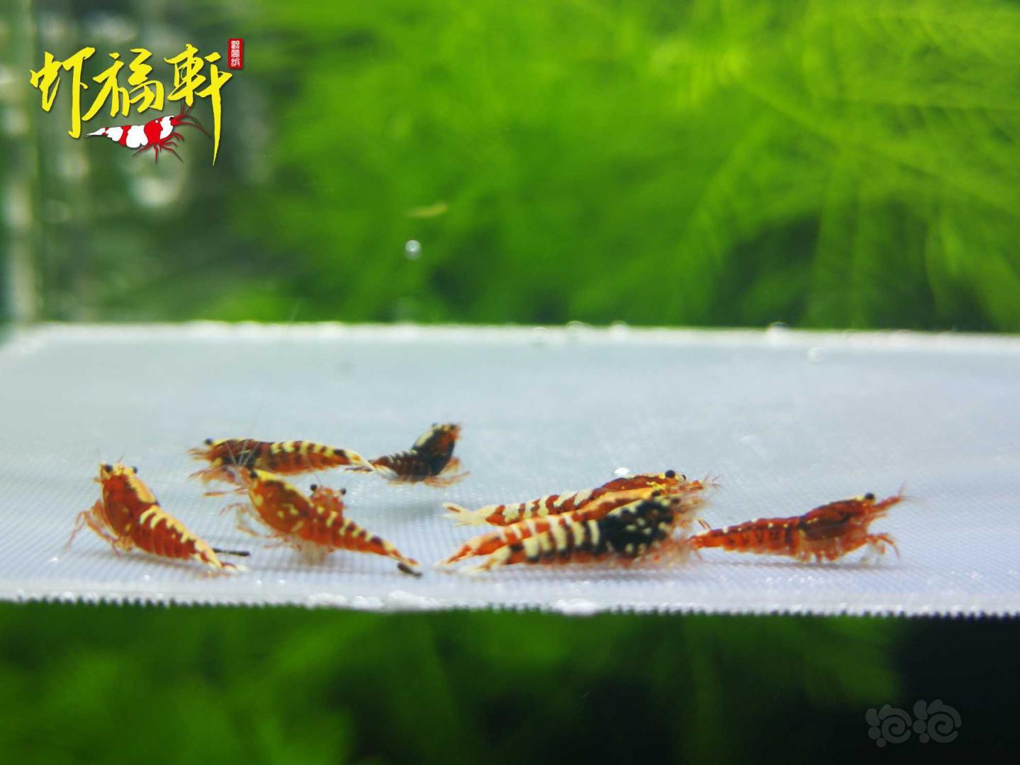 【虾】2021-05-05#RMB拍卖#红银河淘汰苗10只-图4