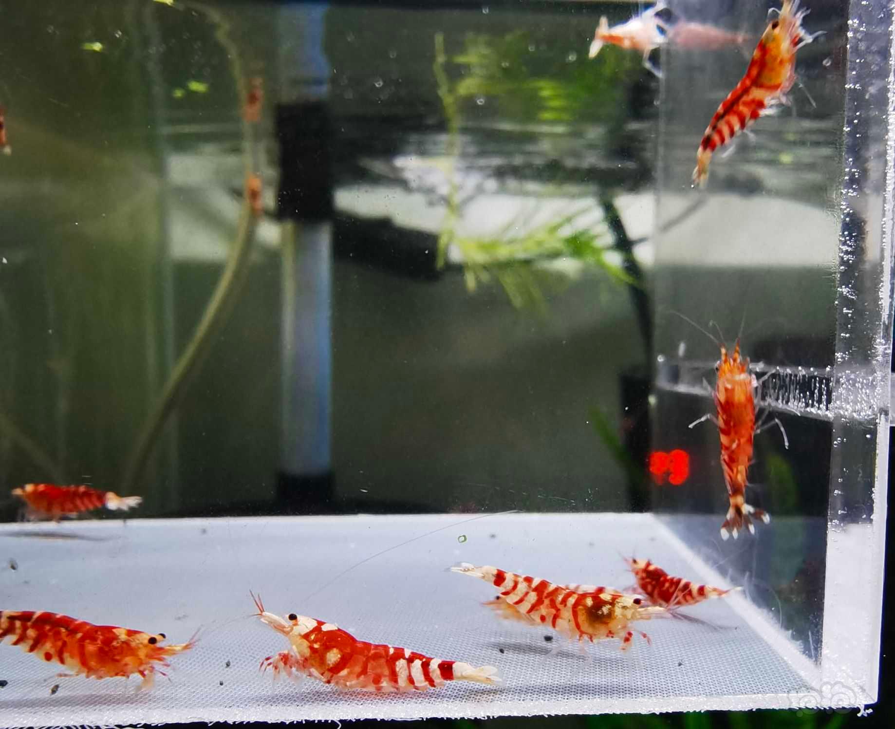 【虾】2021-05-31#RMB拍卖太极红红花虎10支-图1