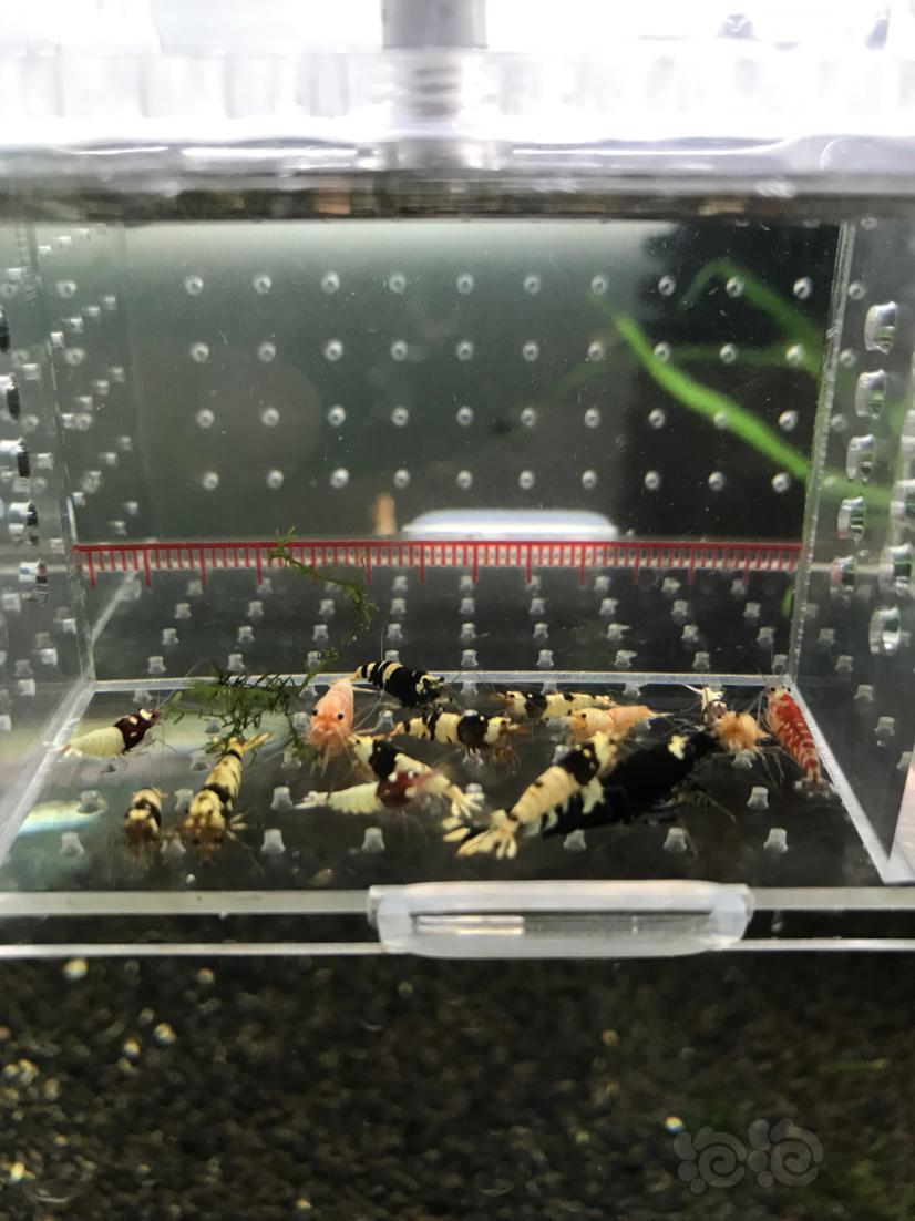 【虾】2021-05-17#RMB拍卖淘汰水晶虾一份-图3