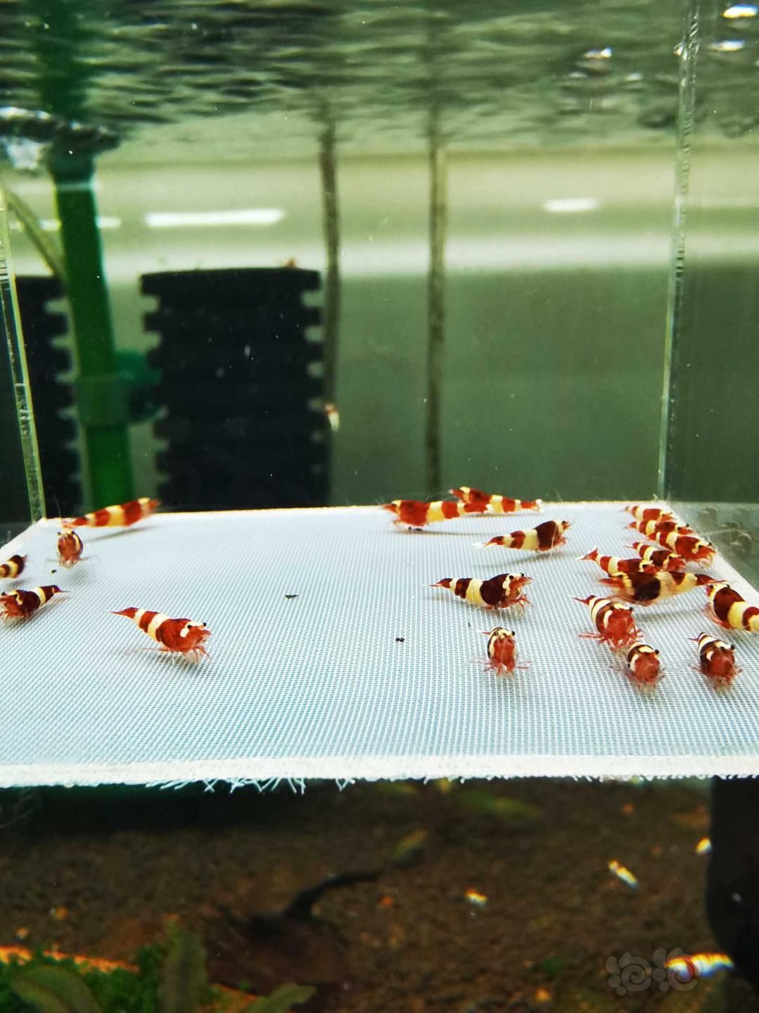 【虾】2021-5-8#RMB拍卖#酒红水晶虾一份20只-图2