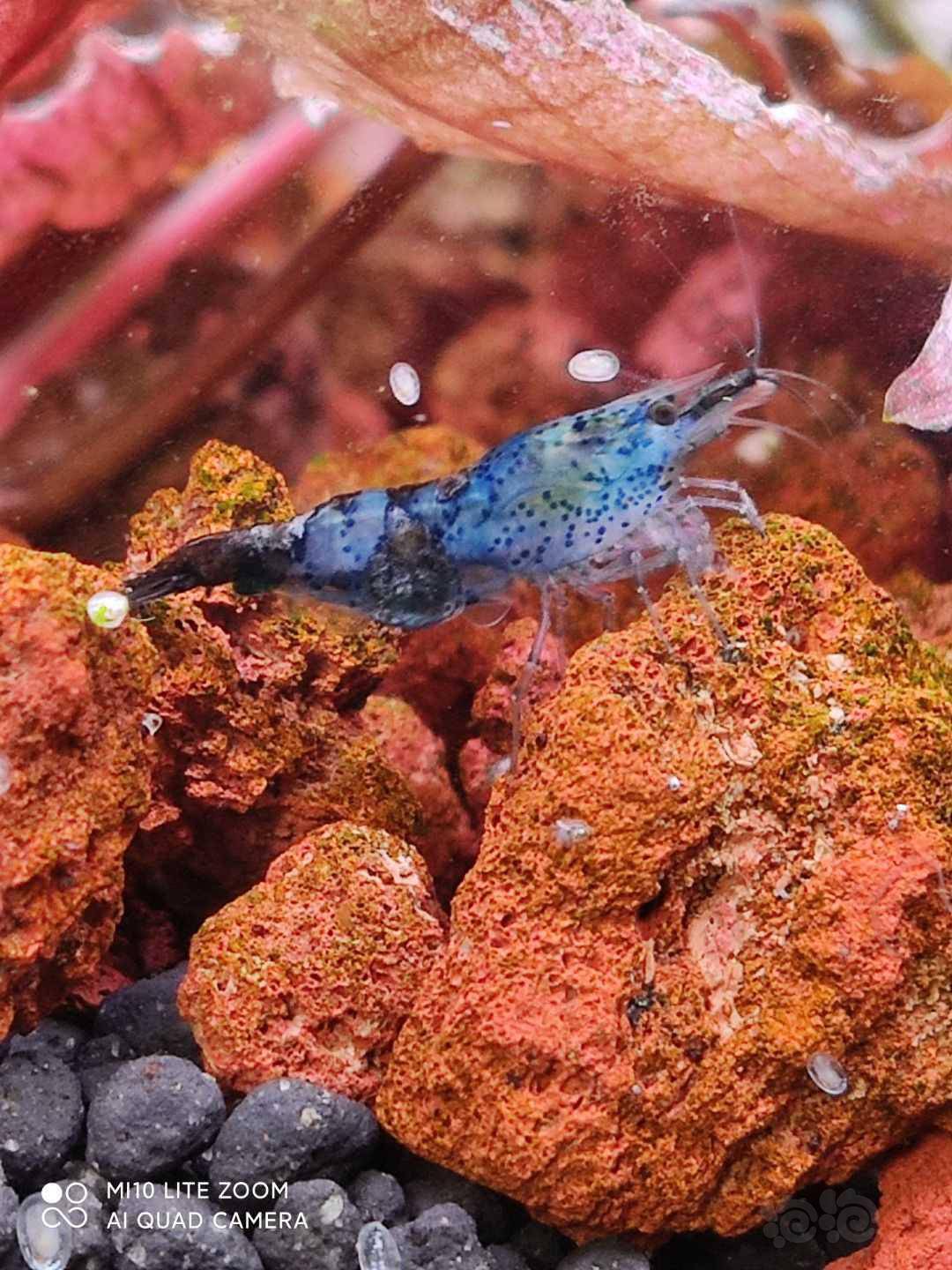 蓝宝石琉璃虾缅怀一下你