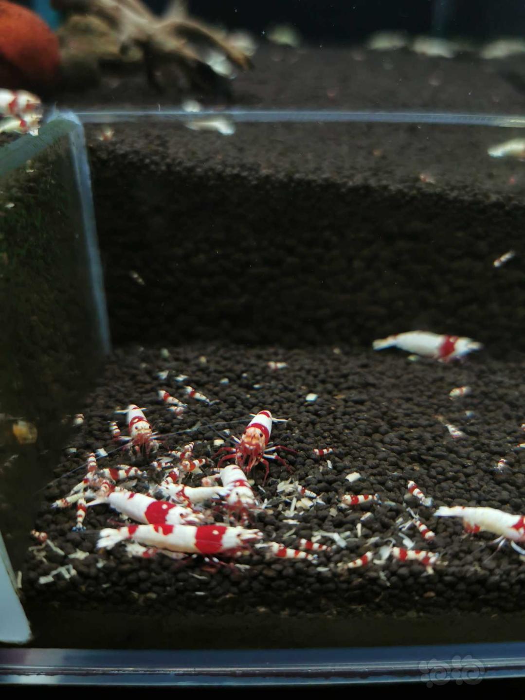 【虾螺】出售:纯血红白水晶虾-图2
