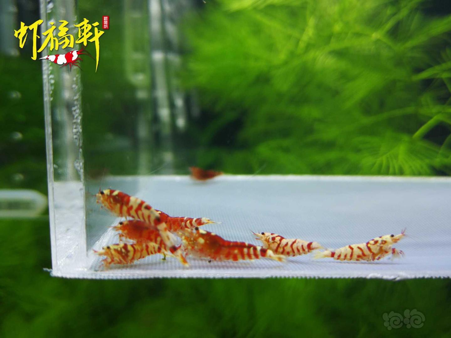 【虾】2021-05-05#RMB拍卖#红花虎淘汰苗10只-图2