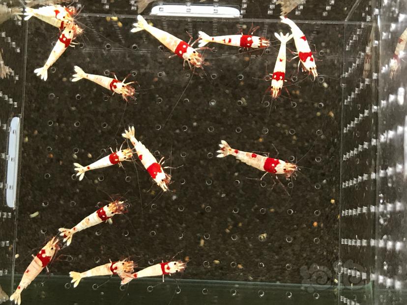【虾】2021-5-30#RMB拍卖#纯血红白水晶虾一份15只-图5