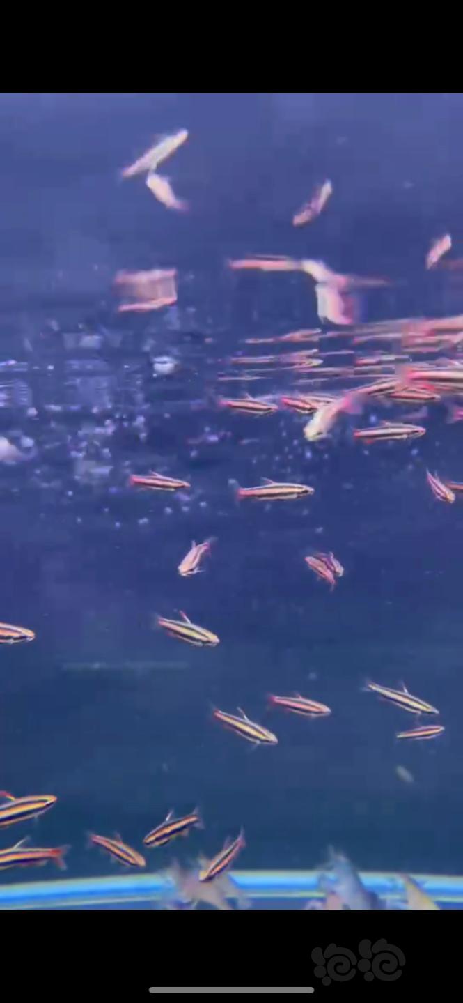 【水晶虾】特惠非洲巨网虾，宝莲灯鱼委内瑞拉黑鼠鱼黑白双星火焰铅笔-图2