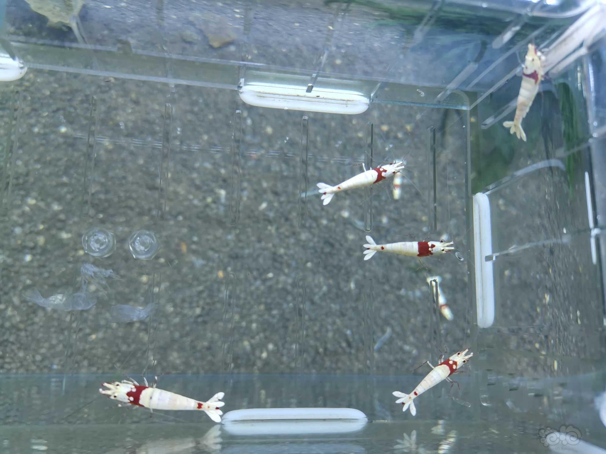 【虾】2021-05-25#RMB拍卖红白水晶虾成公8只-图5