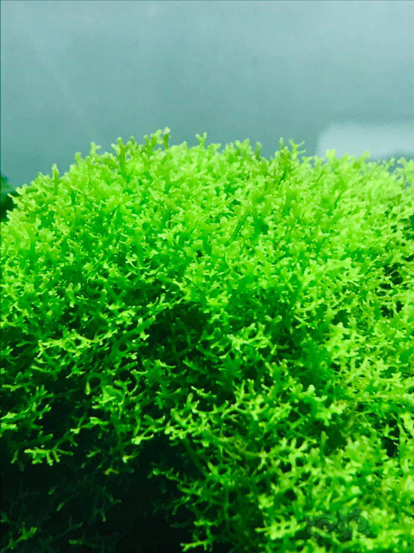 出珊瑚莫斯大三角莫斯