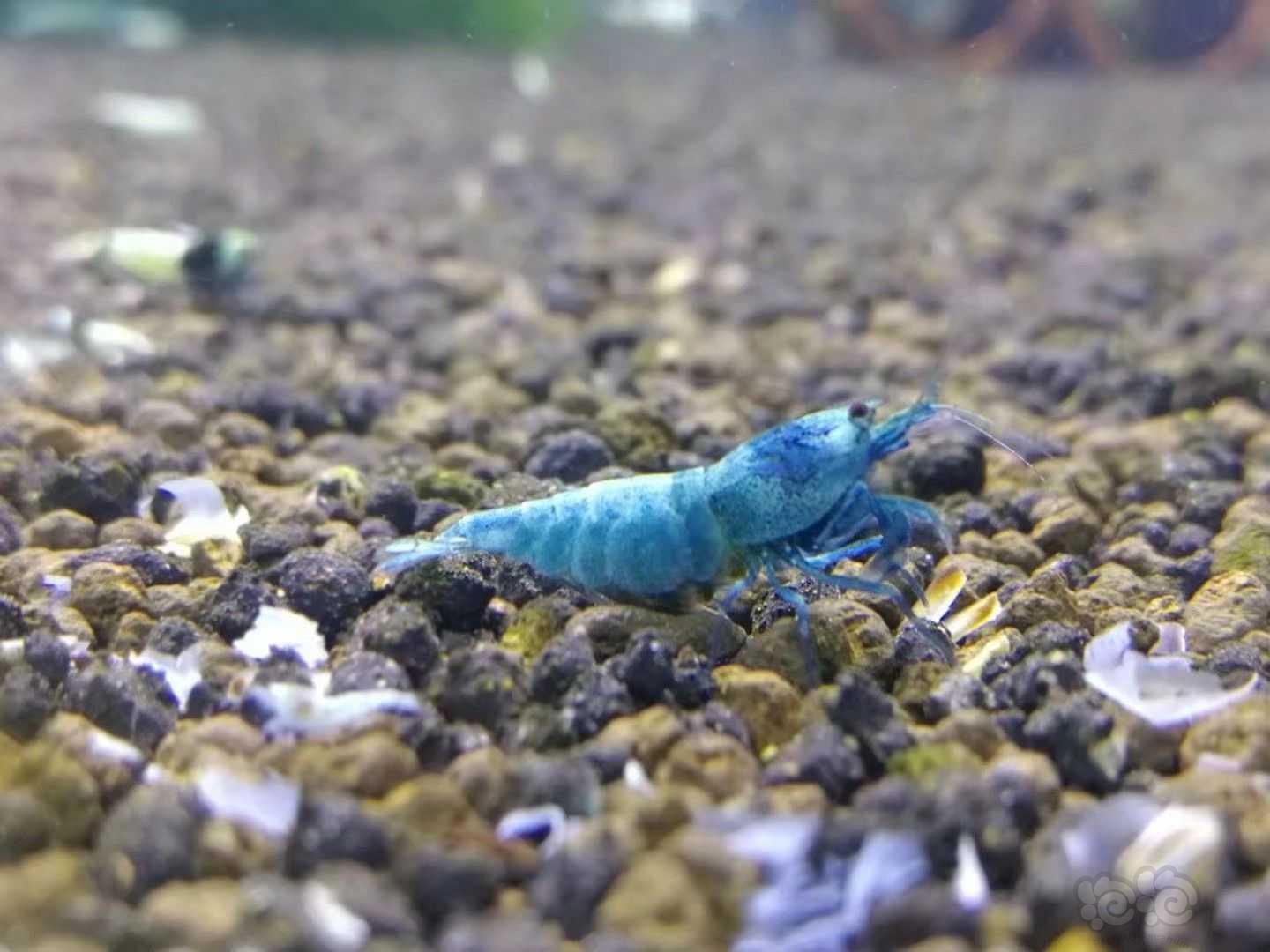 蓝化金刚水晶虾-图1
