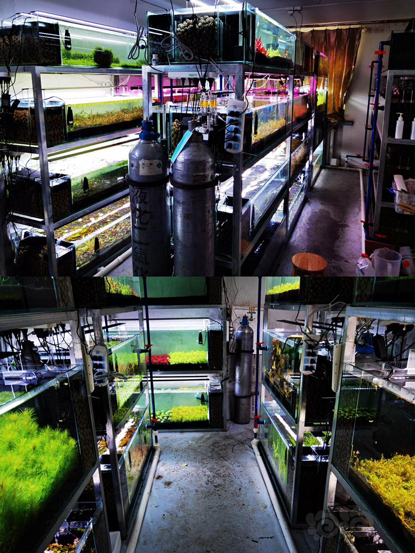 尼奥xp系列水草灯，并联灯盘专业草房养殖-图8
