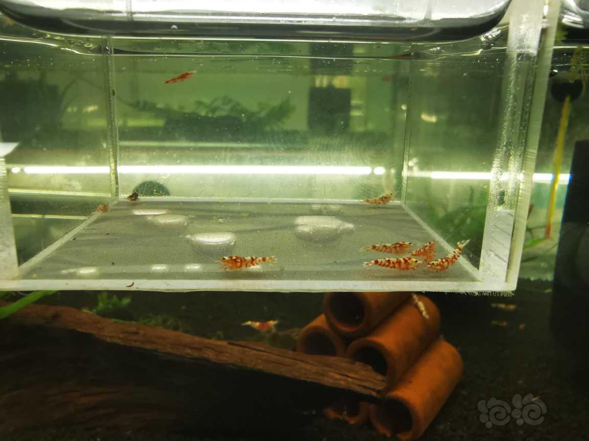 【虾】2021-5-27#RMB拍卖红花虎苗子10只-图2