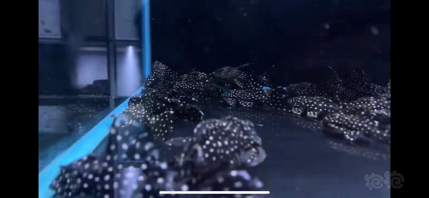 【水晶虾】特惠非洲巨网虾，宝莲灯鱼委内瑞拉黑鼠鱼黑白双星火焰铅笔-图3