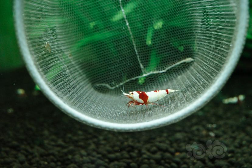 【虾】2021-5-7#RMB#拍卖名家系统红白水晶虾压成公虾一只-图2