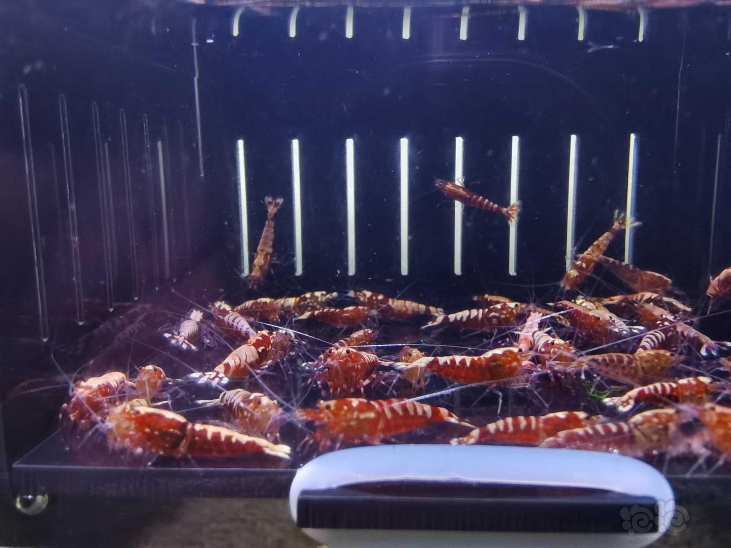 【虾】2021-5-9#RMB拍卖红银河水晶虾40只-图2