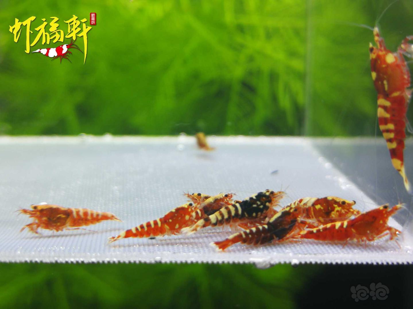 【虾】2021-05-05#RMB拍卖#红银河淘汰苗10只-图1
