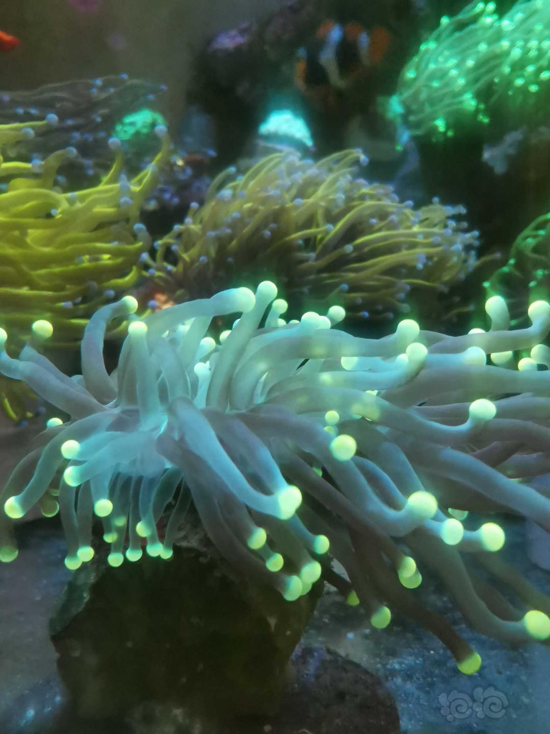火柴头珊瑚…-图7