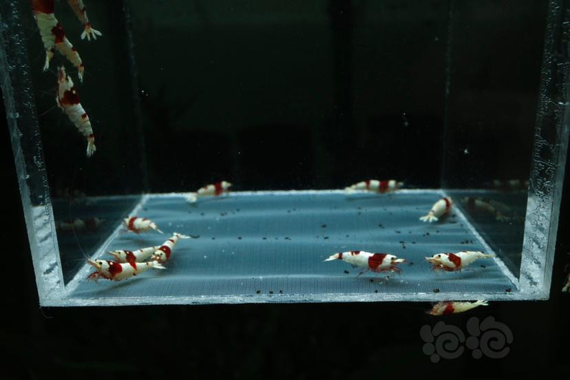 【虾】2021-05-24#RMB#拍卖红白水晶虾压成20只-图3