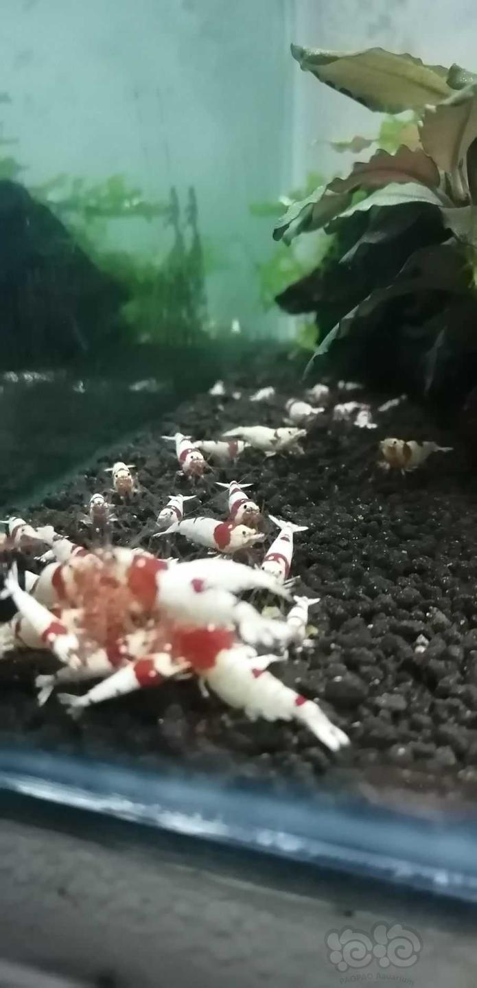 红白纯血水晶虾-图5