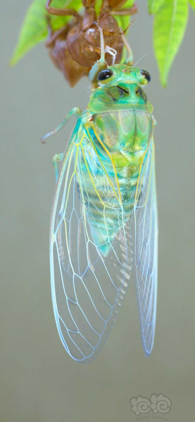 超级手机壁纸：大自然中的小昆虫是多么的神奇！2K原图无水印-图2