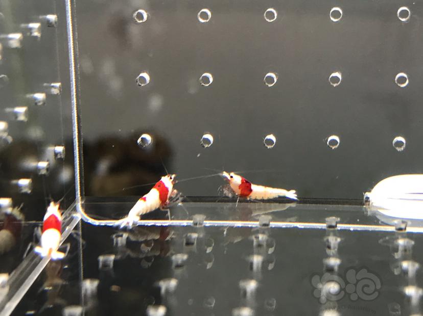 【虾】2021-5-28#RMB拍卖#纯血红白水晶虾苗子一份12只-图4