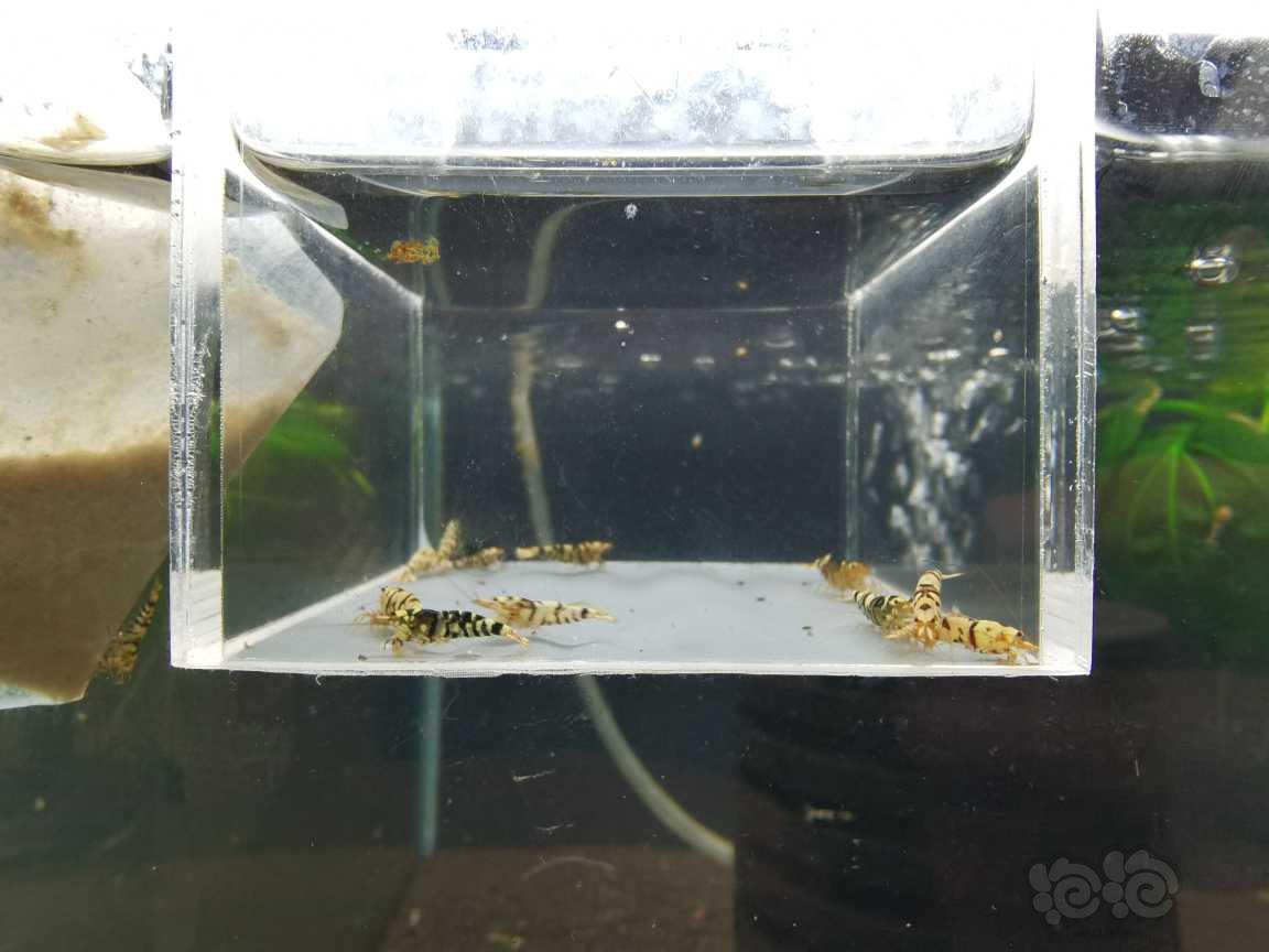 【虾】2021-05-16#RMB拍卖黑花虎12只-图1