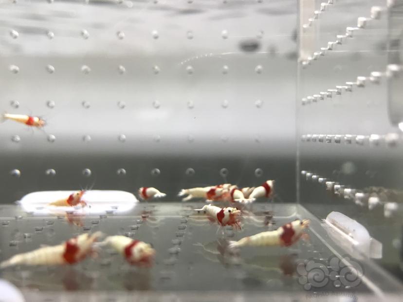 【虾】2021-5-30#RMB拍卖#红白水晶虾小苗子一份12只-图5