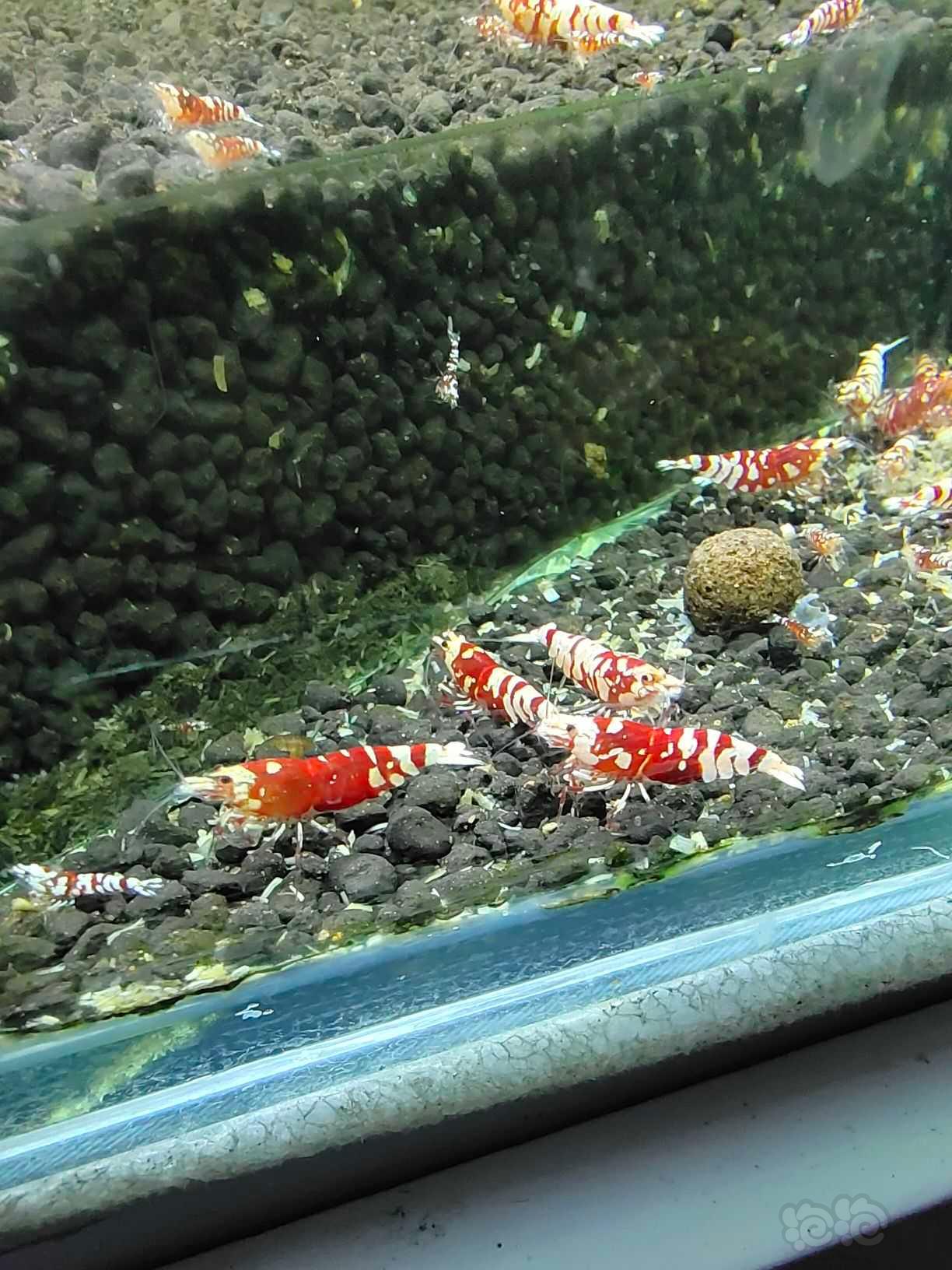 红花虎水晶虾-图7