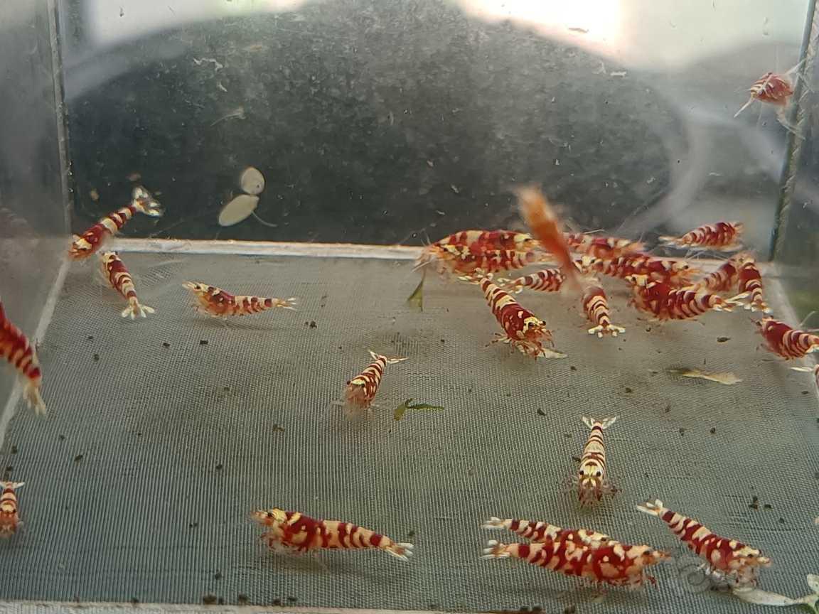 【虾】2021-05-18#RMB拍卖#红花虎水晶虾一份30只-图3