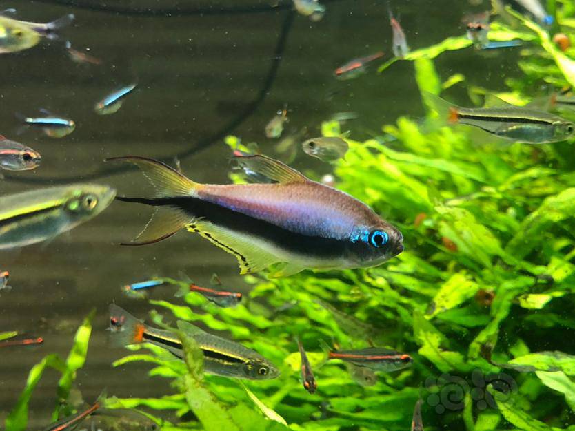 【灯科鱼】帝王灯之美