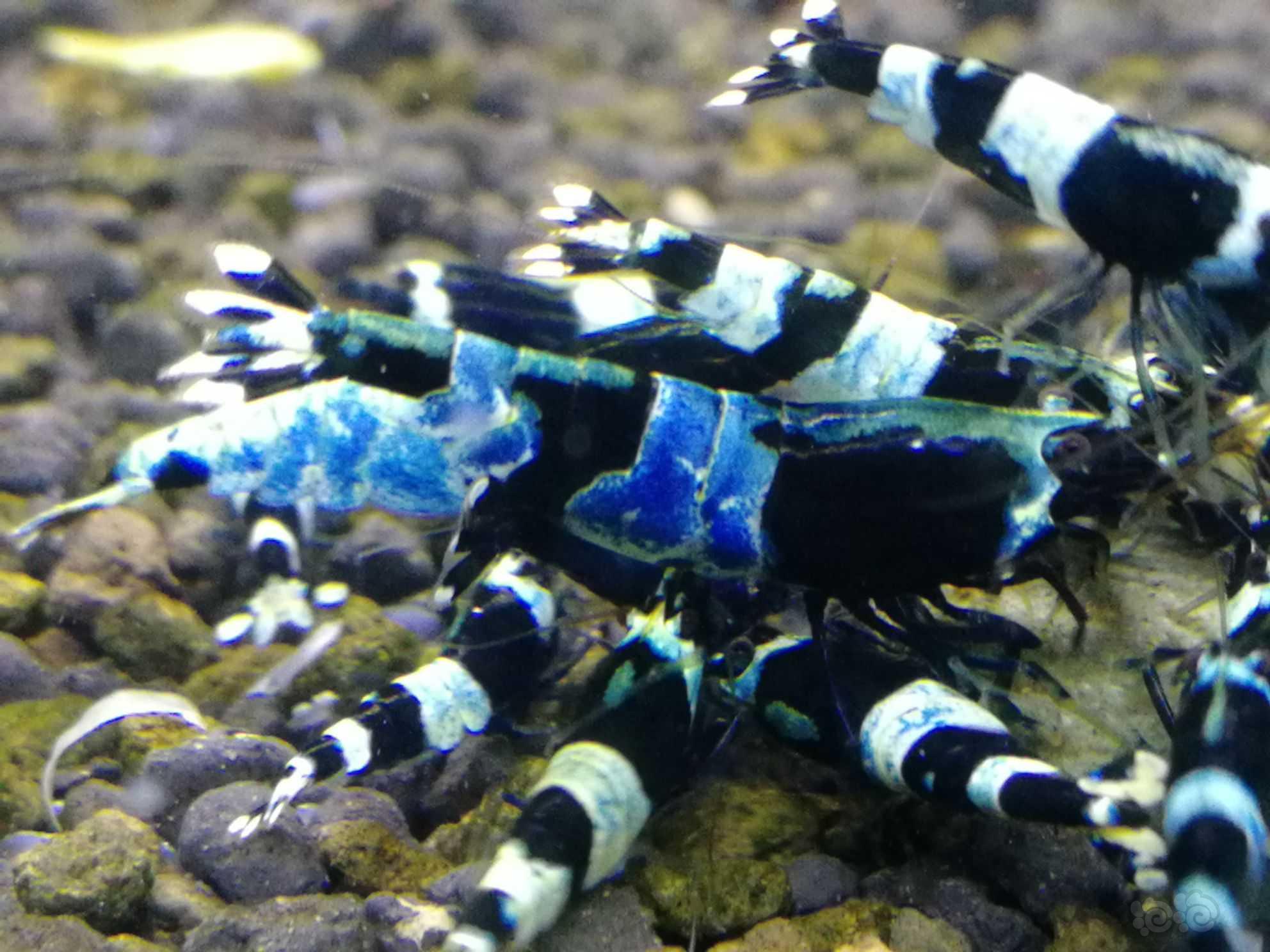 蓝背蓝化金刚水晶虾-图2